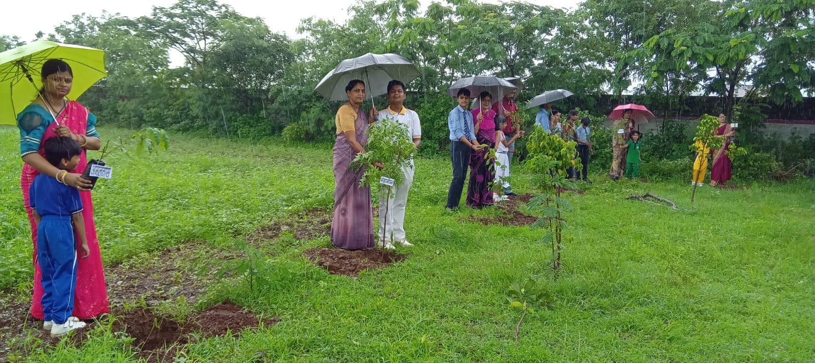 Tree Plantation